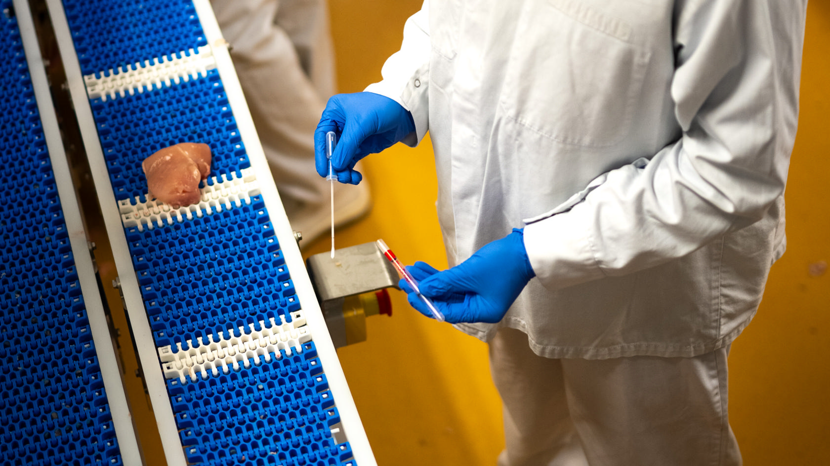 Testing poultry in a food factory